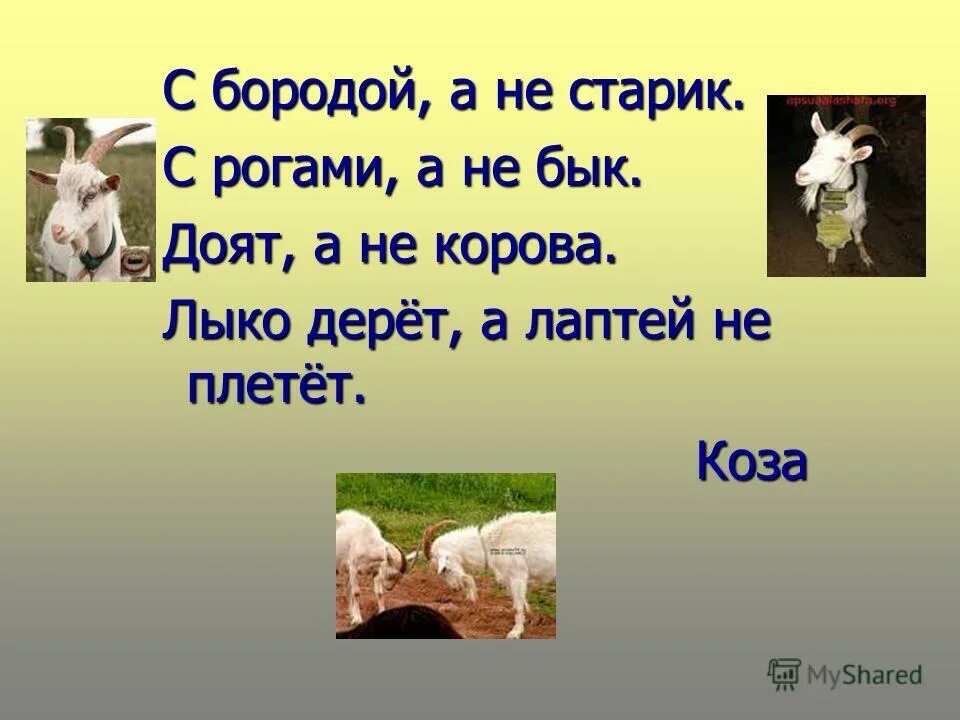 загадки о животных. загадка про козла. отгадай загадки бородой трясет лыко дерет. загадки про домашних животных в картинках для детей. бородой трясет лыко дерет.