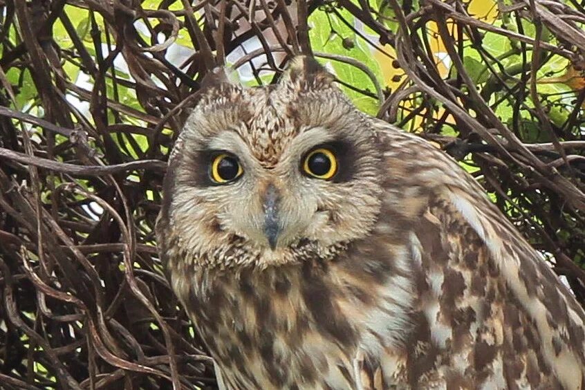 болотная сова ленобласти. совы ленинградской области. ушастая сова в ленинградской области. филин ленинградской области. совенок длиннохвостой неясыти.