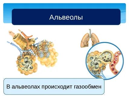 Альвеола является