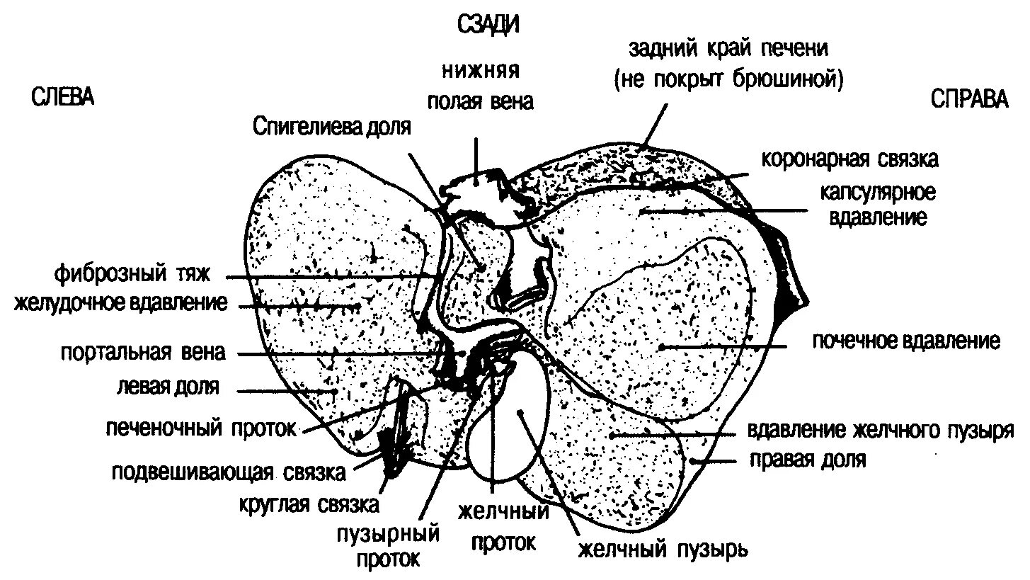 Висцеральная поверхность печени схема. Доли печени висцеральная поверхность схема. Борозды печени на висцеральной поверхности. Печень строение доли печени. В какой состав органов входит печень