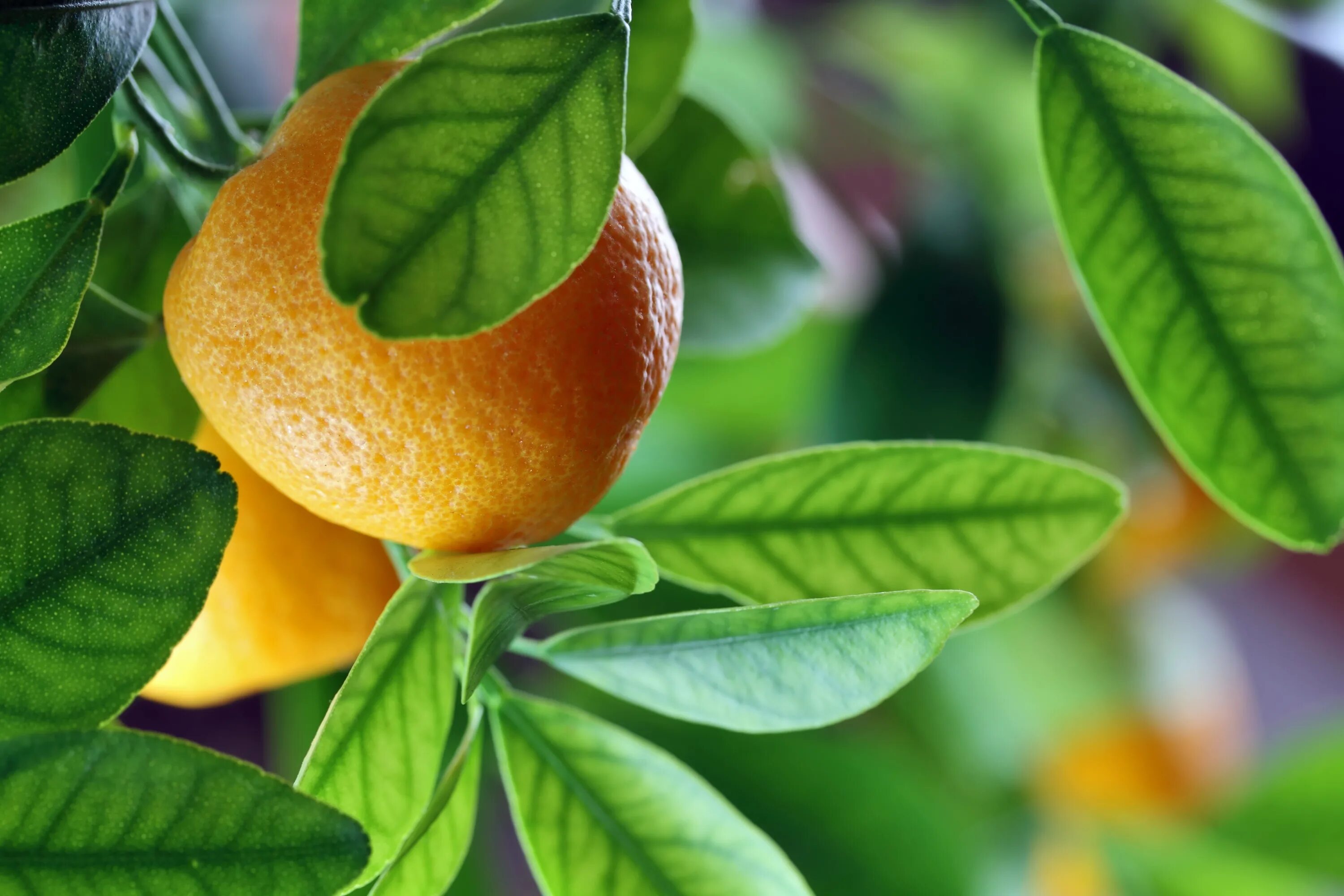 Экран фрукт. Мандарин померанец. Лимон плод померанец. Апельсин. Апельсины с листом.