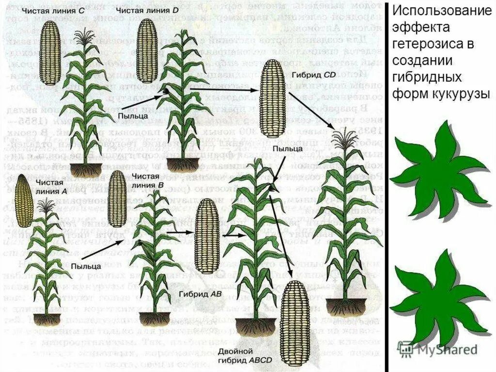 Гетерозис кукурузы. Гетерозис в селекции растений. Гетерозисные гибриды растений. Эффект гетерозиса у растений.