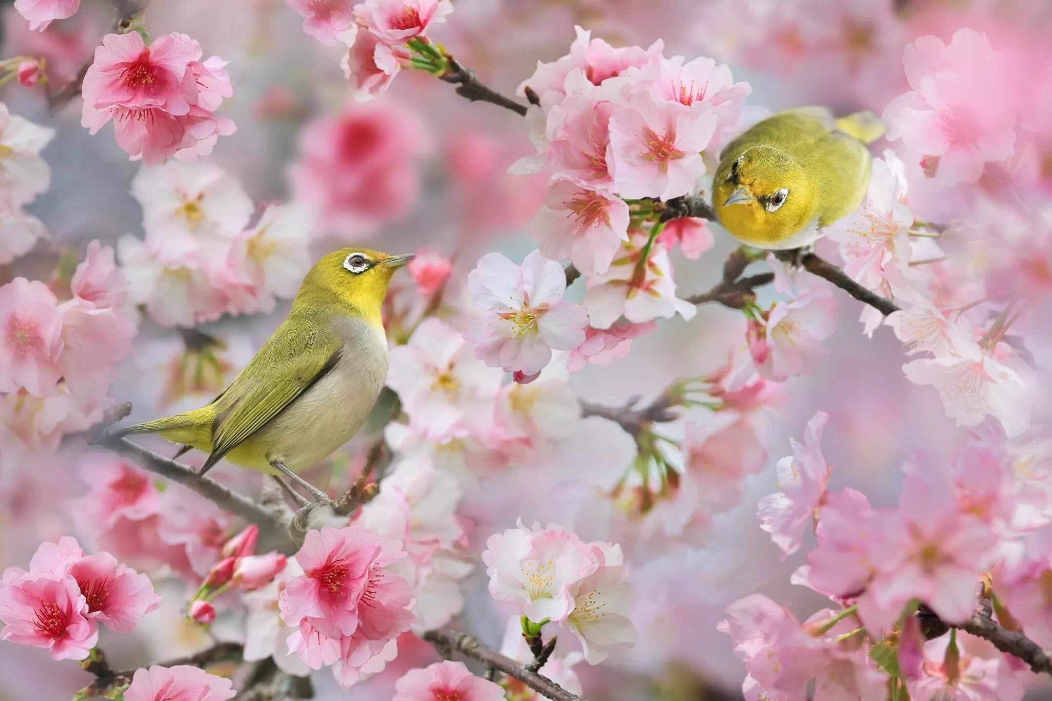 Весенние красивые птицы. Птицы на Сакуре. Японская белоглазка. Весенние птички. Птица на ветке.