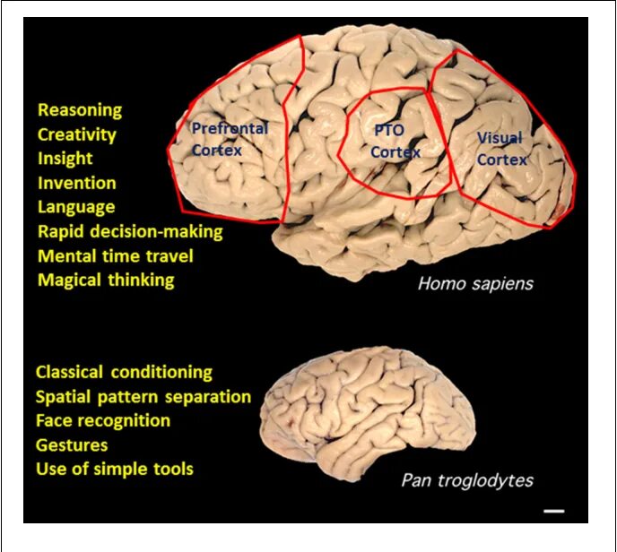 Brain capabilities. Cerebral Cortex architectonic. Созревающий мозг паттерны. Language Cortex.