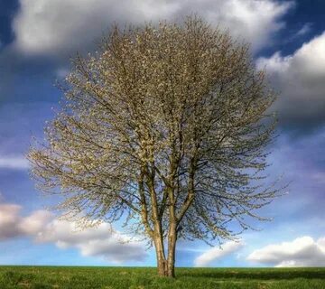 Amazing seasons