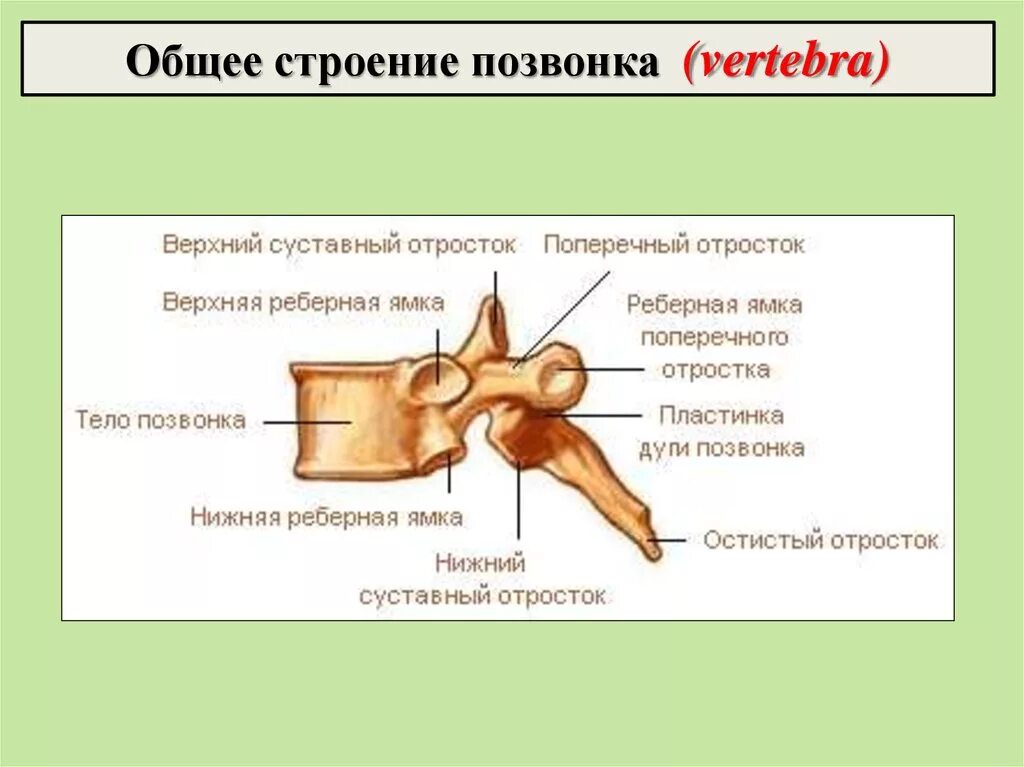 Определите тип костей позвонки