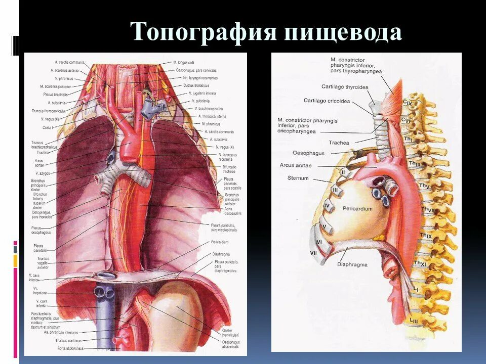 Пищевод и трахея расположение