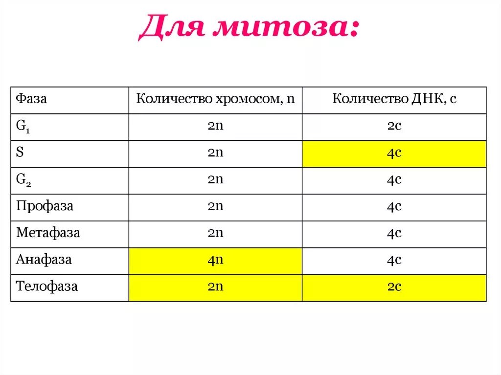 Таблица фазы митоза набор хромосом количество ДНК. Митоза количество хромосом. Наборы хромосом и количество ДНК В клеточном цикле таблица. Фазы митоза набор хромосом количество. Сколько хромосом в яичниках