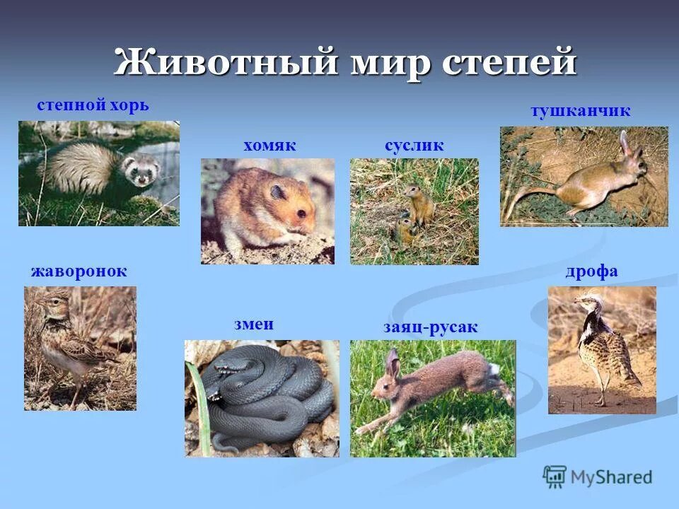Зона лесостепей животный мир. Животный мир степи. Животные зоны степей. Животные степи России. Животныетрастения степи.