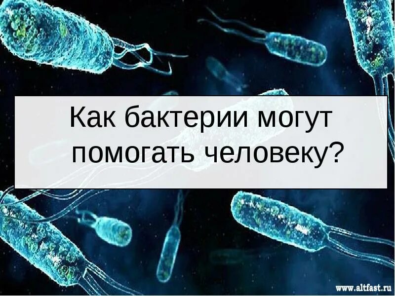 Почему бактерии могут быть помощниками земледельца. Бактерии кулинары. бактерии помощники. бактерии фармацевты. бактерии земледельцы.