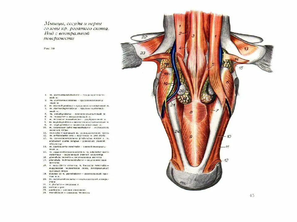 Сухожилие животных. Мышцы головы КРС. Мышцы головы крупного рогатого скота. Мышцы головы мимические и жевательные КРС\. Мышцы головы КРС анатомия.