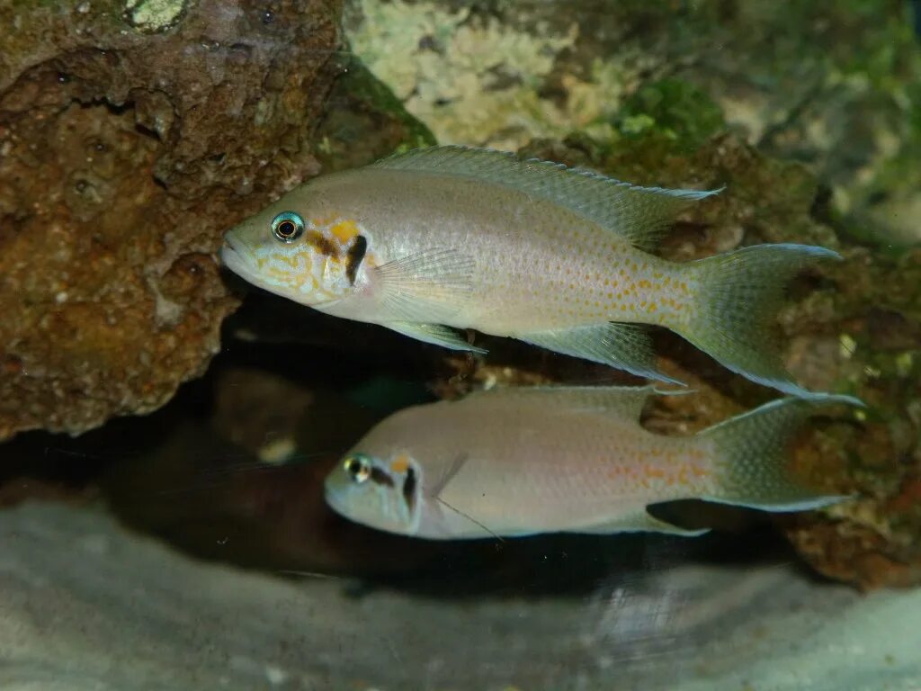 Принцесса Бурунди Neolamprologus brichardi - Бест Фиш