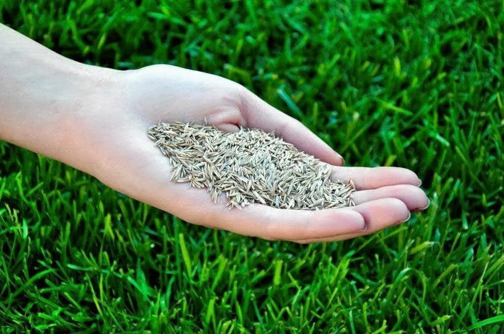 Семена газонных трав lawn grass seeds. Канада грин газонная трава. Газонная трава семена. Газонные семена какие лучше. Универсальная трава для газона.
