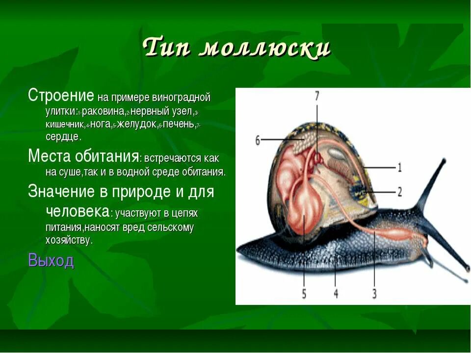 Строение раковины виноградной улитки. Строение виноградной улитки. Тип моллюски. Анатомия улитки. Сердце улитки