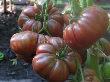 Томаты говядина с куста описание сорта