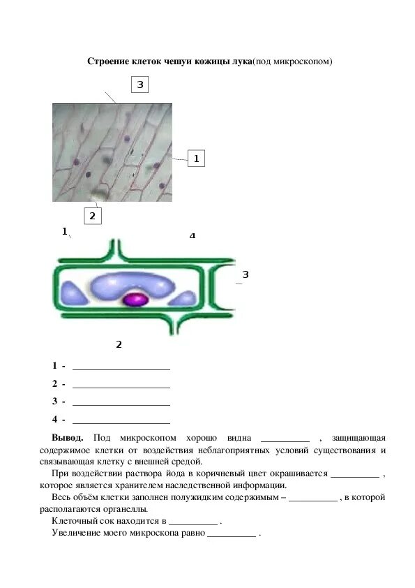 Растительная клетка вывод. Строение растительной клетки под микроскопом. Строение растительной клетки 5 класс биология таблица поры. Строение растительной клетки под микроскопом 5 класс биология. Биология 5 класс клетка листа под микроскопом.