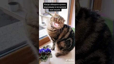 Кот говорит бу