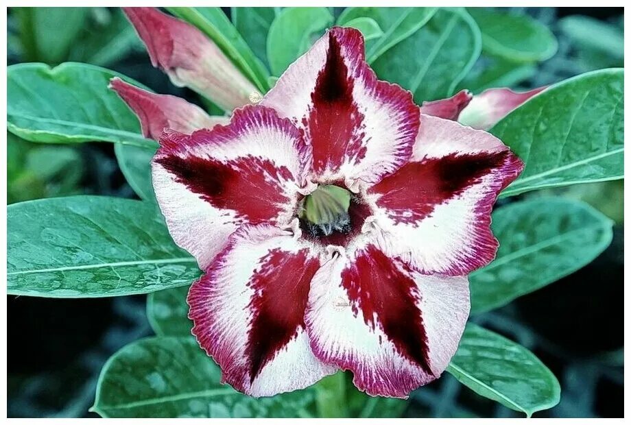 адениум obesum adenium. семена адениума обесум. семечки адениума. адениум обесум mix. адениум тучный.