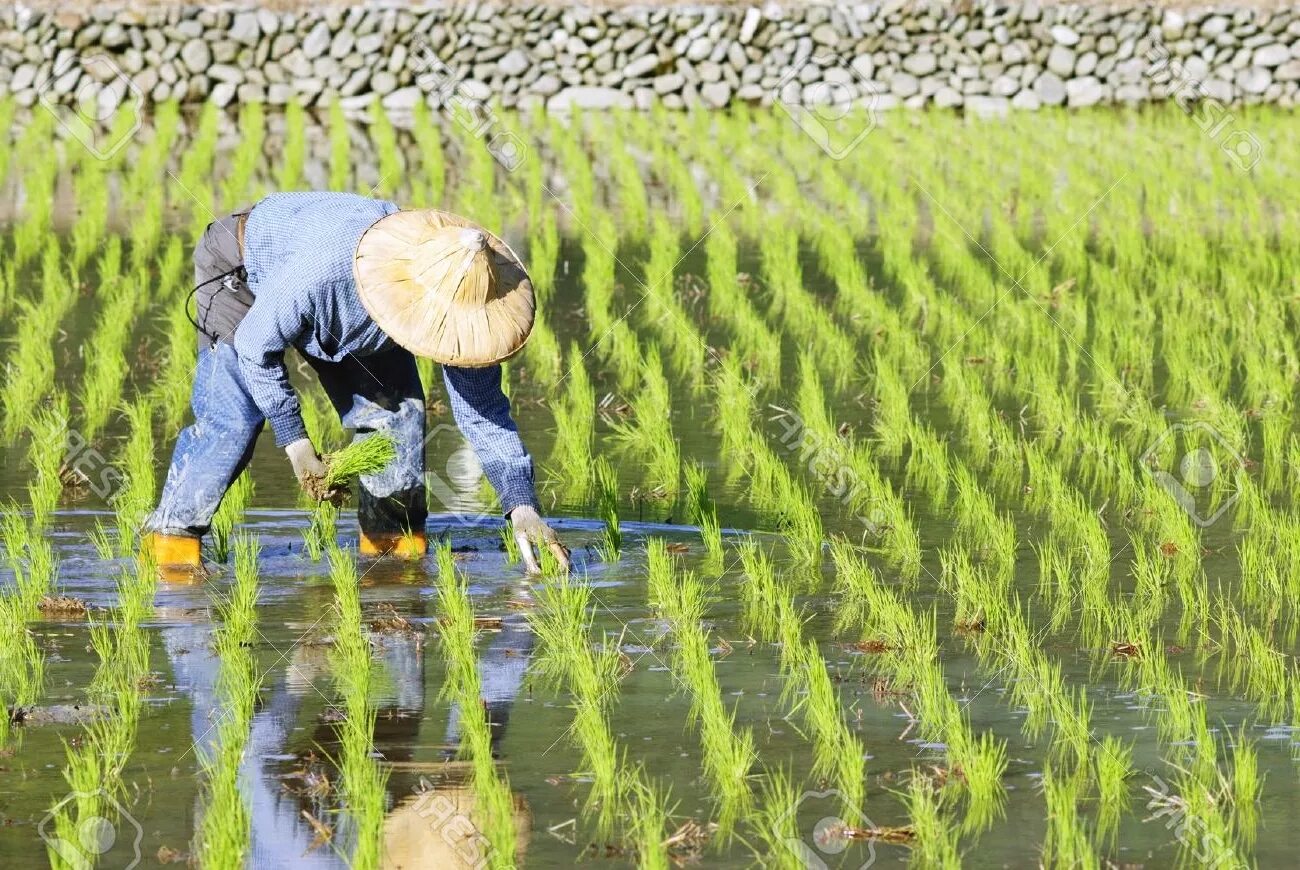 Рисовое поле сбор. Основные районы возделывания риса. Рисовые плантации краснодар. Рисоводство в японии. Рис растет в воде.