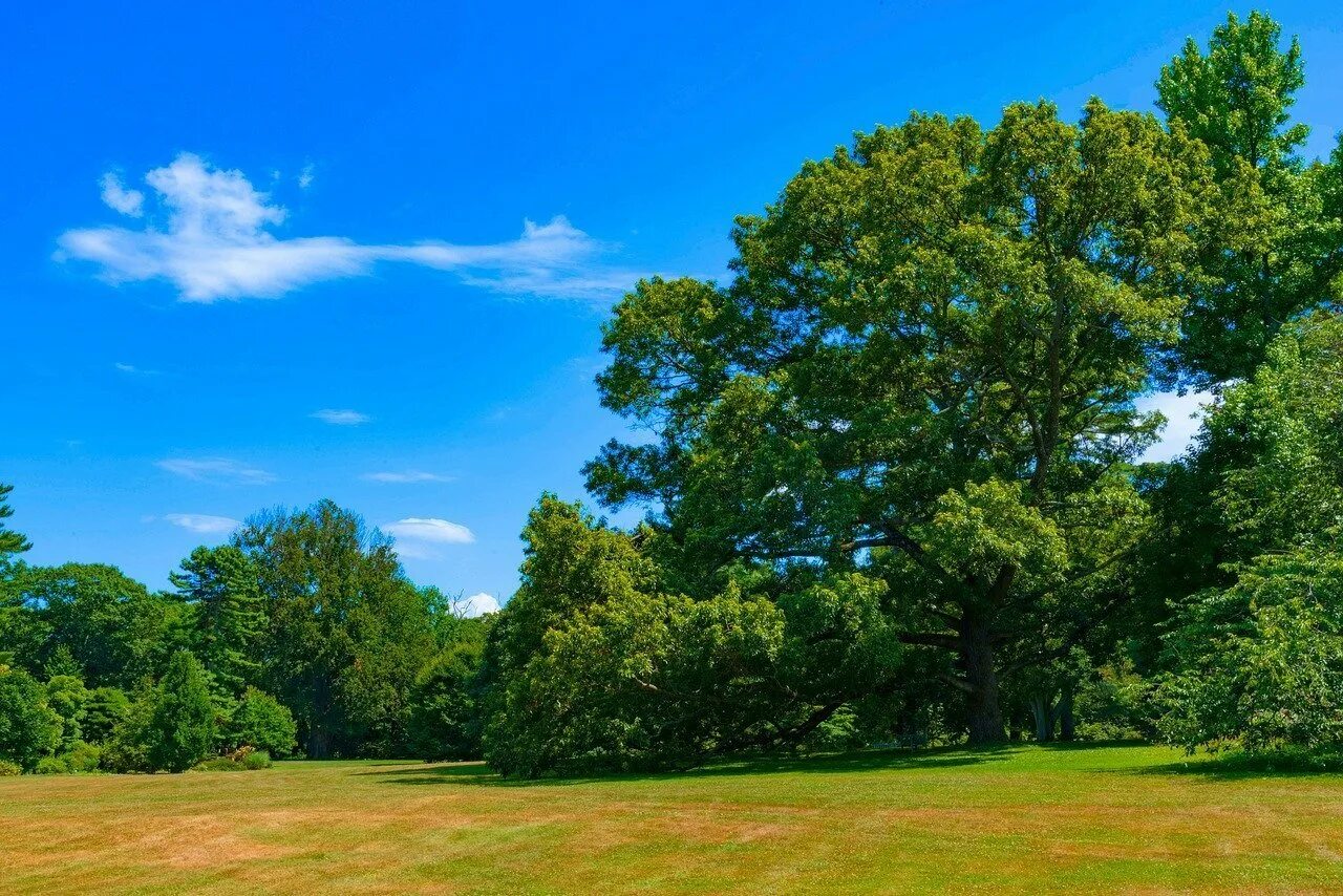 Кусты небо. Голубое небо и зеленые деревья. Поляна небо деревья. Кусты небо. Кусты небо.