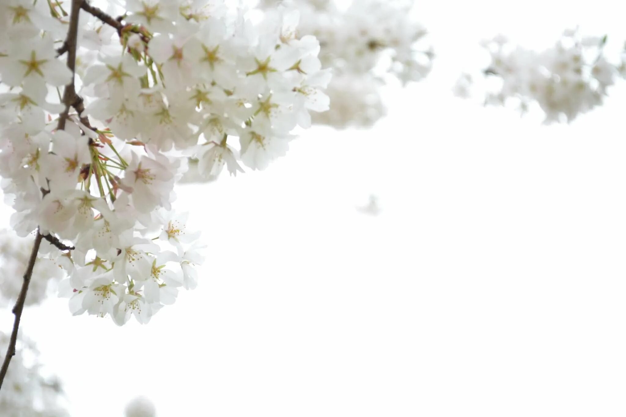 Ветка цветов. Весенний фон. Ветка яблони. Яблоневая ветка на белом фоне. White blossoms