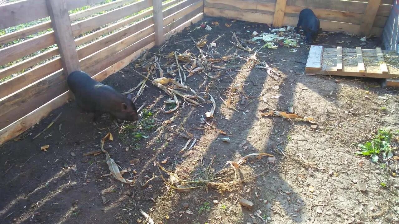Как избавиться от крыс в курятнике. Пол в курятнике от грызунов. Мышь в сарае. Ловушка для крыс в курятнике. Как избавиться от крыс в курятнике.