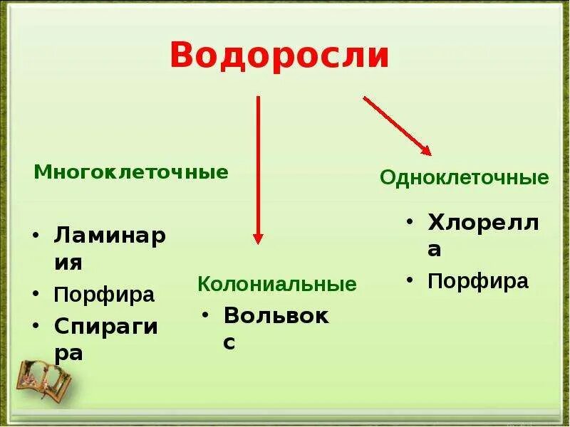 Характеристика водорослей таблица. Водоросли таблица. Классификация водорослей таблица. Отделы водорослей таблица. Многообразие водорослей таблица.