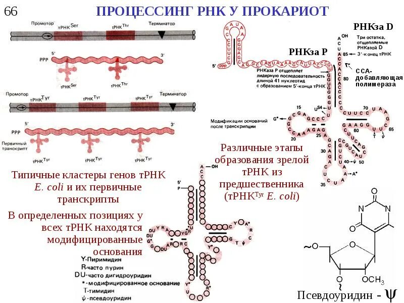 Процессинг РРНК У прокариот. Схема процессинга РНК. Процессинг ТРНК У эукариот. Процессинг предшественник РНК.
