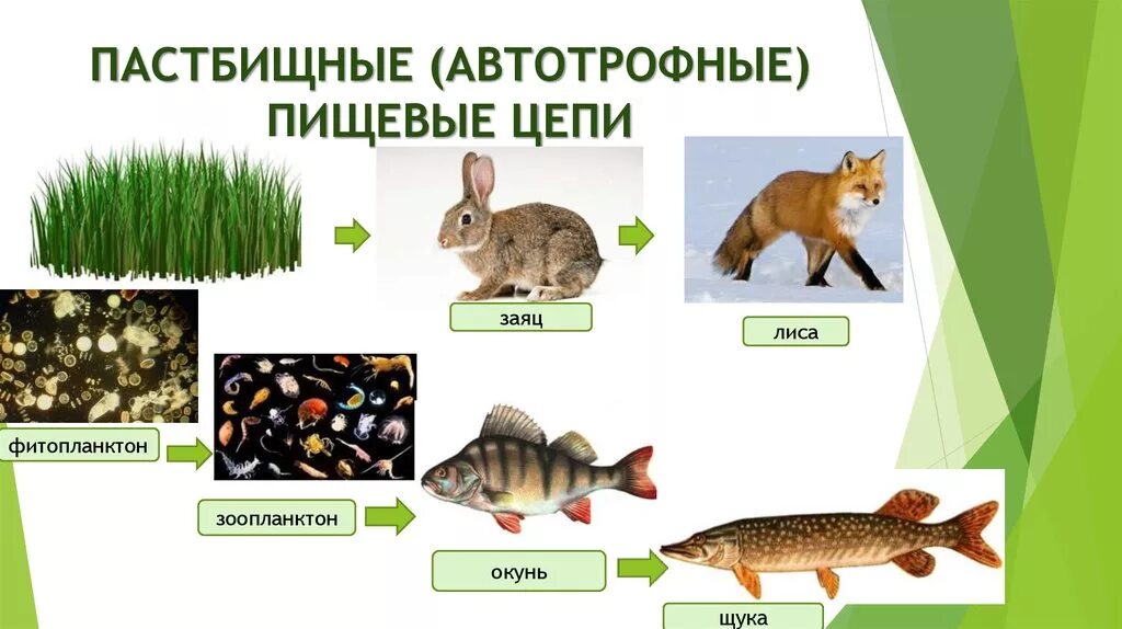 Составьте пастбищную и детритную пищевые цепи. Пастбищная цепь питания. Пастбищные и детритные цепи питания. Пищевых Цепочки : 2 - пастбищные ,. Пастбищными цепями цепей питания.