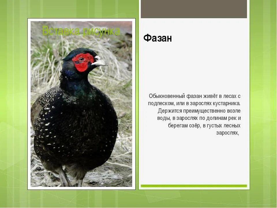 Фазан птица описание. Отряд куриные представители. Фазан рассказ. Фазан красная книга. Фазан презентация.