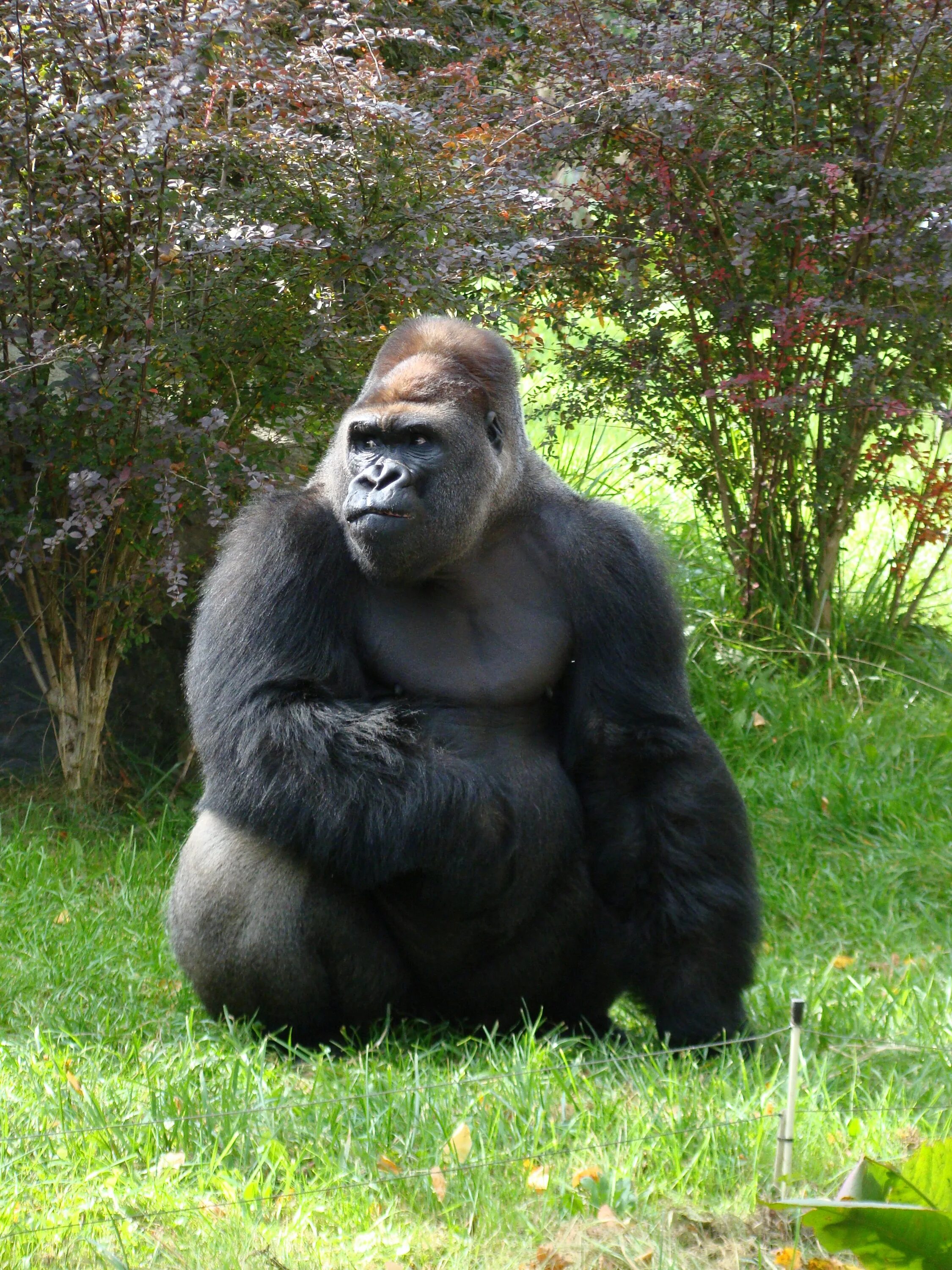 Звук гориллы: какой звук издаёт горилла / Gorilla sound - смотреть видео онлайн 