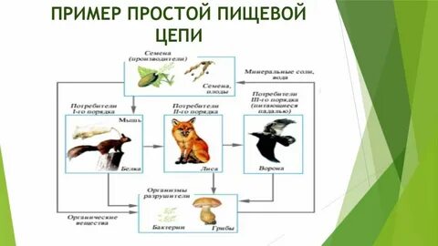 Составить пример пищевой цепи 5 класс биология