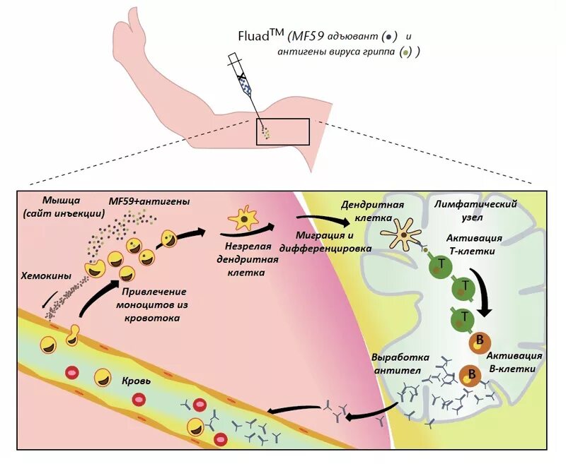 Схема действия вакцины. Механизм действия вакцин схема. Механизм действия вакцинации иммунология. Механизм выработки антител при вакцинации.