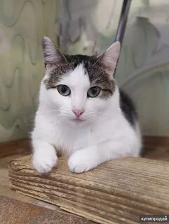 Кот степа