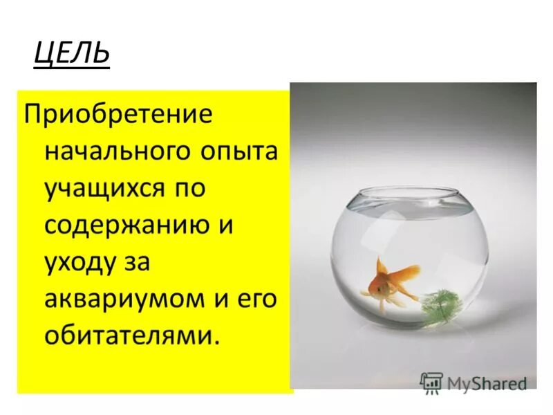 Проект аквариум и его обитатели. Схема ухода за аквариумом по литрам. Алгоритм уходом за аквариумом по ФГОС. Картинки средства для ухода за аквариумом для детей.