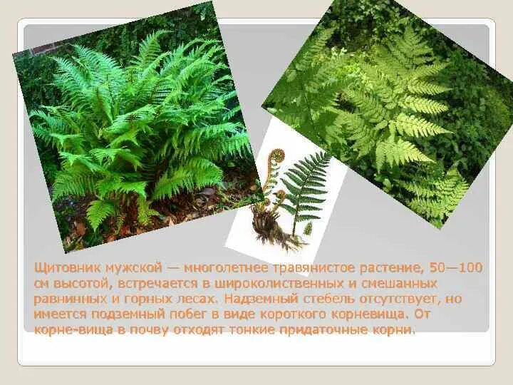 Щитовник относится к покрытосеменным растениям. Голосеменные растения папоротник. Папоротник щитовник мужской корневище. Растения относящиеся к папоротникам. Анатомия папоротника.