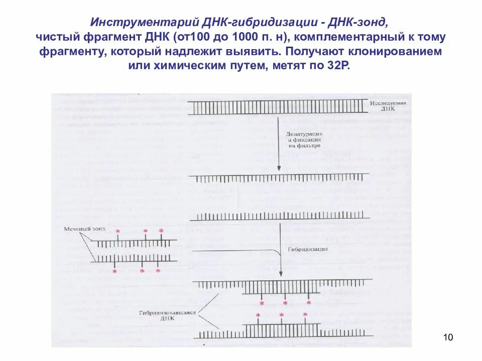 Гибридизация днк. Схема гибридизации днк. Гибридизация днк. Метод гибридизации днк. Гибридизация днк.