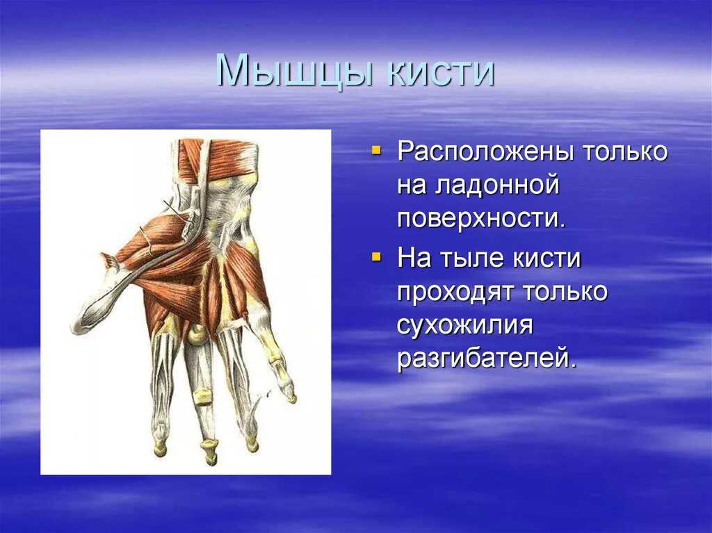 Мышцы кисти. Мышцы ладонной поверхности. Сухожилия ладонной поверхности кисти. Мышцы кисти человека. Поверхность запястья