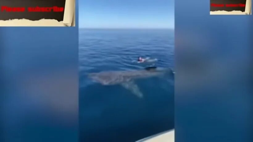 Акулы не заплывают в черное море. Акулы убийцы в черном море. Акулы не заплывают в черное море. Фото симферополь море акулы. Пляж нью смирна бич акулы.