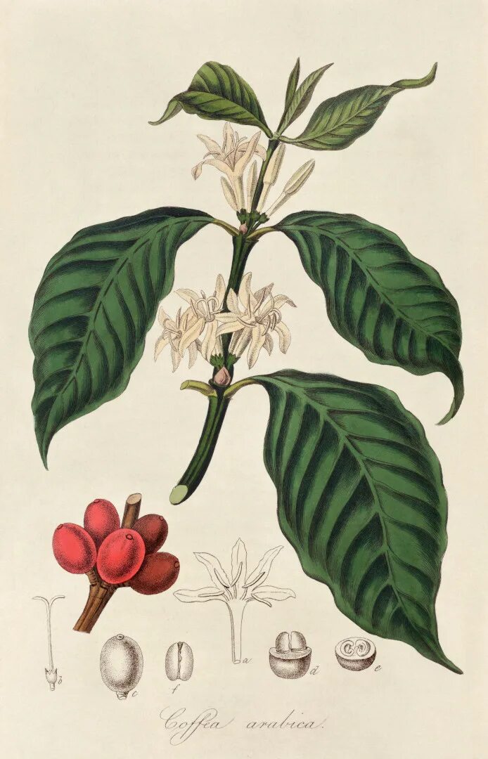 Coffea Arabica цветок. Кофейное дерево (Coffea). Coffea Arabica дерево. Кофе Аравийский Ботаническая иллюстрация. Сосед кофейного дерева на гербе