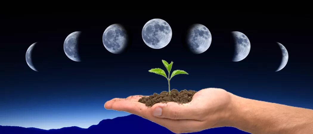 Луна и растения. Луна и посадки растений. Влияние Луны на природу. Влияние Луны на живую природу..