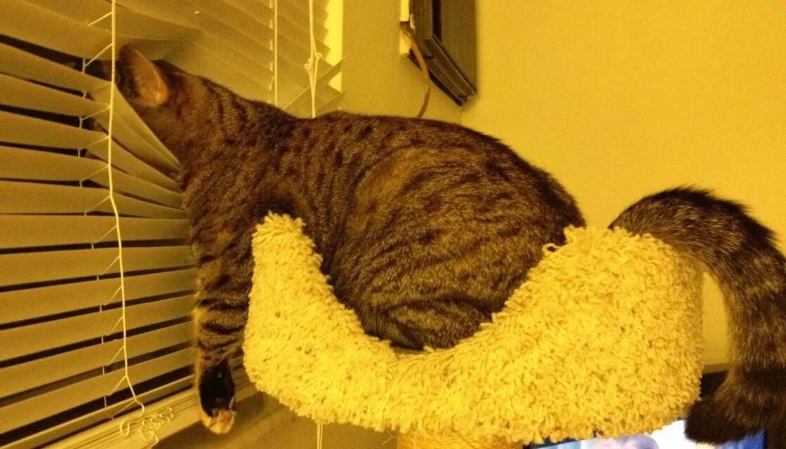 Bored cat. Bored cat