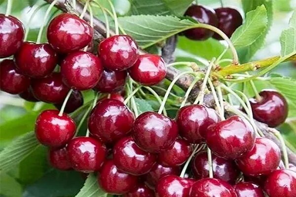 Pin auf Säulenobst - Platzsparende Obstsorten