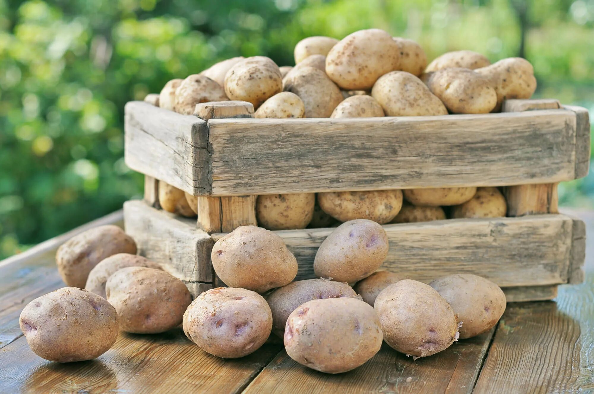 Картофель. Урожай картофеля. Хранение картофеля. Красивая картошка.