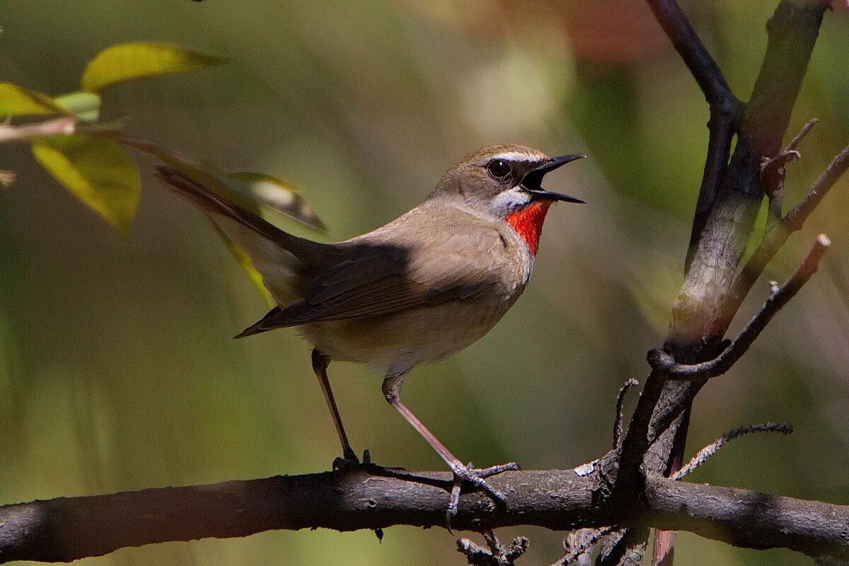 Соловей-красношейка (Luscinia Calliope). Соловей красношейка. Соловей красношейка птица. Красношейка Соловей подвиды.