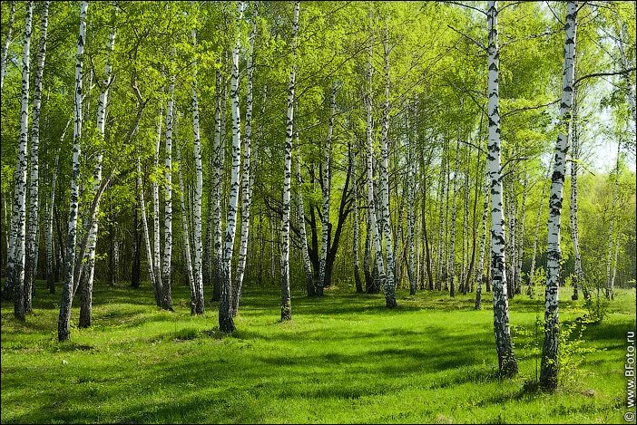 Природное сообщество березовый лес. Березовая роща Алексин. Березовая роща Тюмень. Русский лес Березовая роща.
