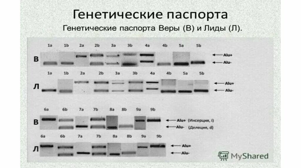 Генетическая паспортизация