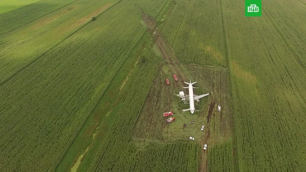 В какое поле сел самолет. На кукурузном поле airbus a321. a320 кукурузное поле. аэробус 321 кукурузное поле. уральские авиалинии кукурузное поле.