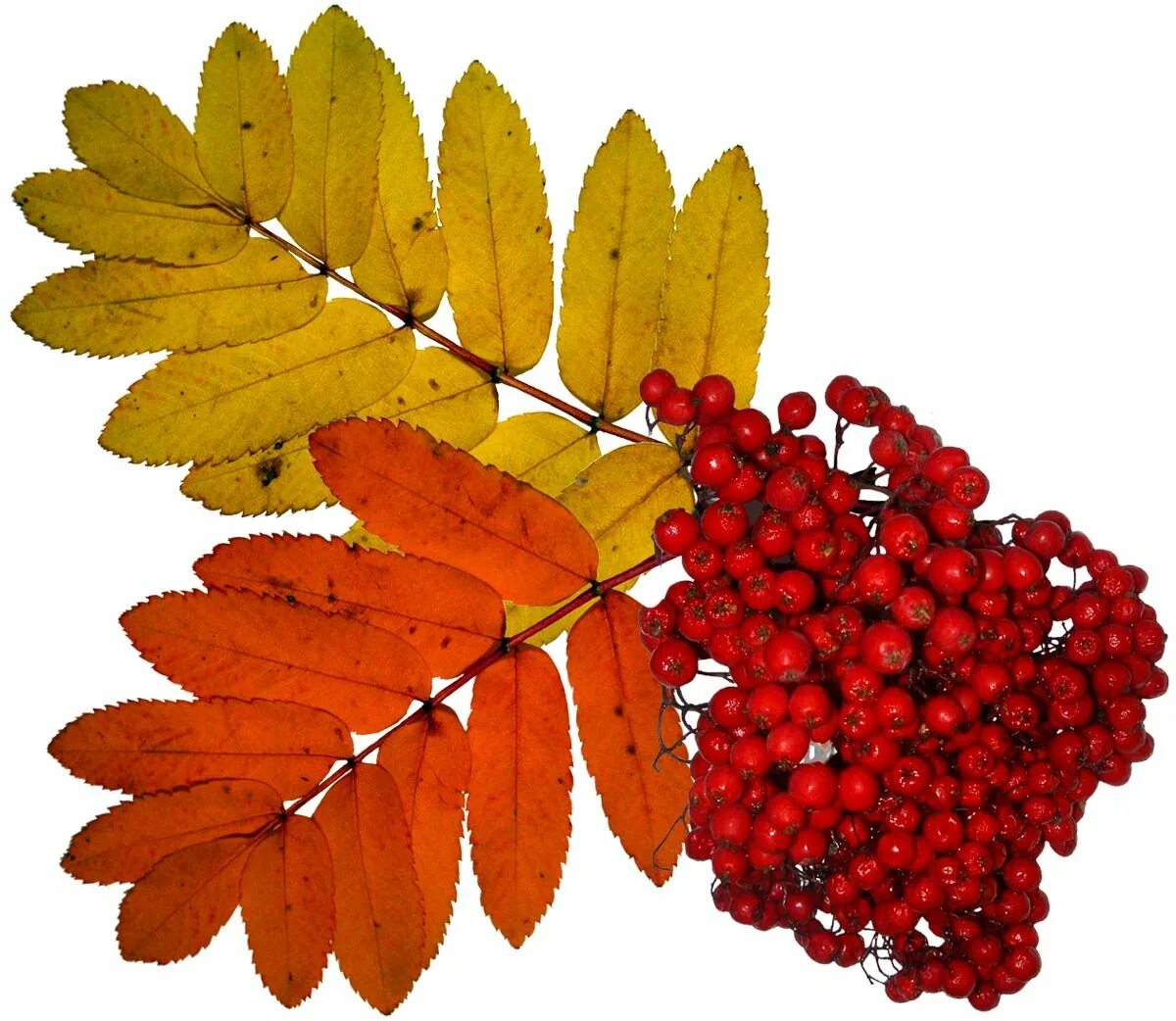 Картинка листьев рябины. Sorbus aucuparia лист. лист рябины аронии. рябина и лист рябины. рябина обыкновенная листок.