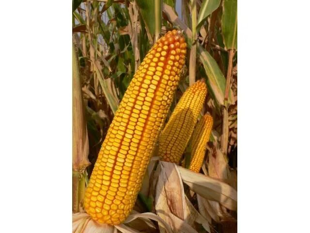 Ладожские гибриды кукурузы. Ладожская кукуруза. Семена кукурузы 277. Гибрид кукурузы кр315мв. Ладожские гибриды кукурузы завод.